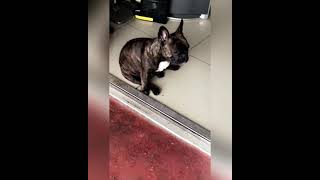 When to Breed Your French Bulldog Progesterone Test Results