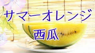 サマーオレンジスイカ通販！西瓜をお中元ギフトに。真夏が旬 Summer Orange suika.Japanese watermelon