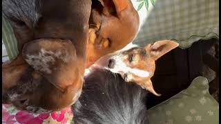 Two souls rescued from heartbreaking backgrounds, now finally safe in the home‎⁨@YouTube⁩ #dog#pets 