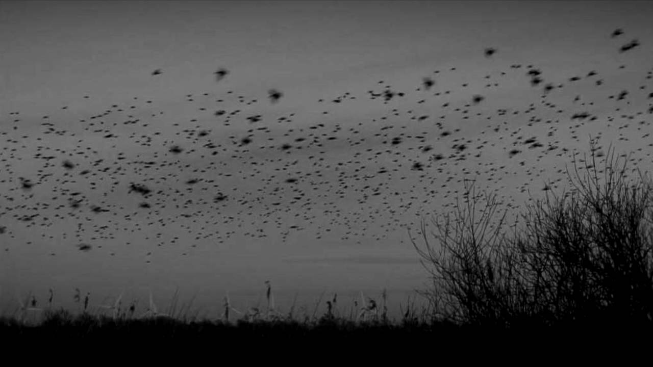 Pafund -  Den Anden Side