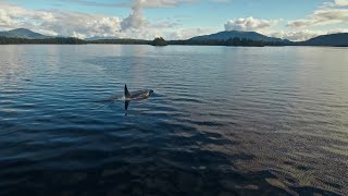 Whales work together to solve problems in the ocean | Coastlines