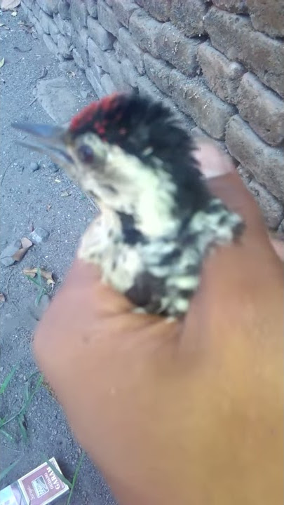 Suara pikat trotok kesakitan