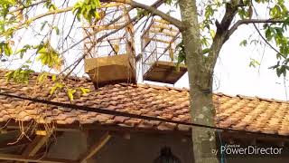 cara menangkap burung trucukan di alam liar | Kicau Burung