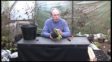 Growing Japanese Maples: Container Cultivation part 1