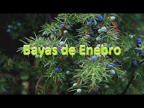 Vídeo: Enebro Rocoso - Descripción, Beneficios Y Cuidados