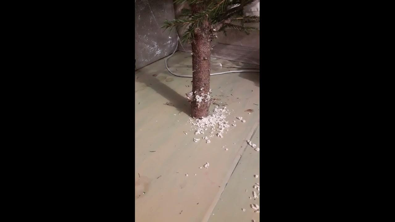 подставка для елки ведро. как сделать чтобы елка не падала. как сделать чтобы елка не падала. елка в ведре. как сделать чтобы елка не падала.