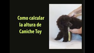 How to calculate the height of the toy poodle