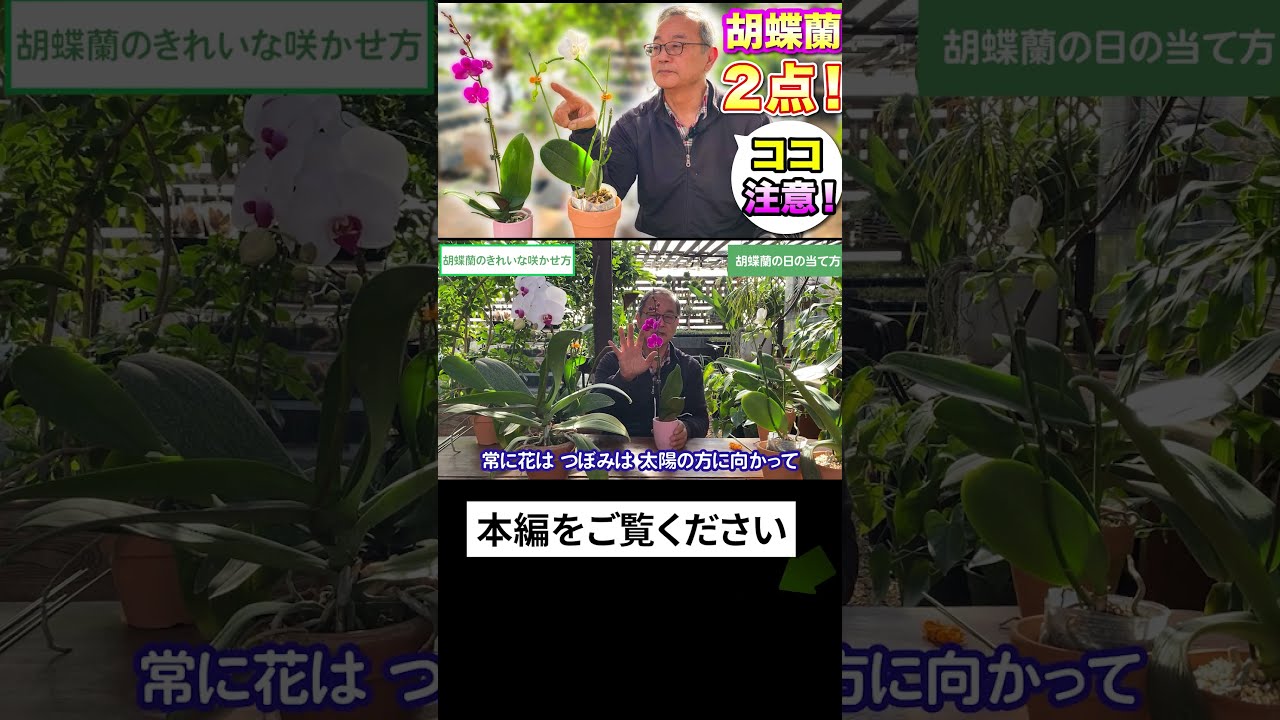 洋蘭】胡蝶蘭 2点！ここ注意！[orchid]Two Phalaenopsis orchids
