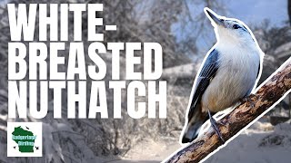 Whitebreasted Nuthatch: Learn All About These Charming Acrobats!