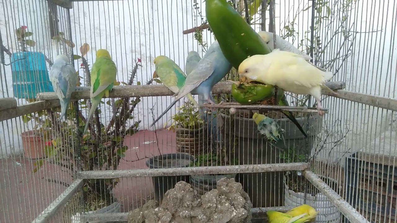 Watch These Birds for Instant Calm