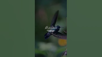 سورة العنكبوت | القارئ عبد الرحمن مسعد قرآن كريم حالات واتس اب دينية 📖