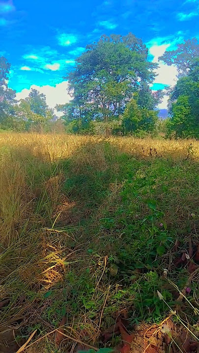 बेरोज गार।। berojgar ।।🥰 #halbimusic #bastariya #song #halbisong #shorts #bastarculture #maliramks23