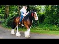 Romantic Wedding Riding Shire Horse Casey