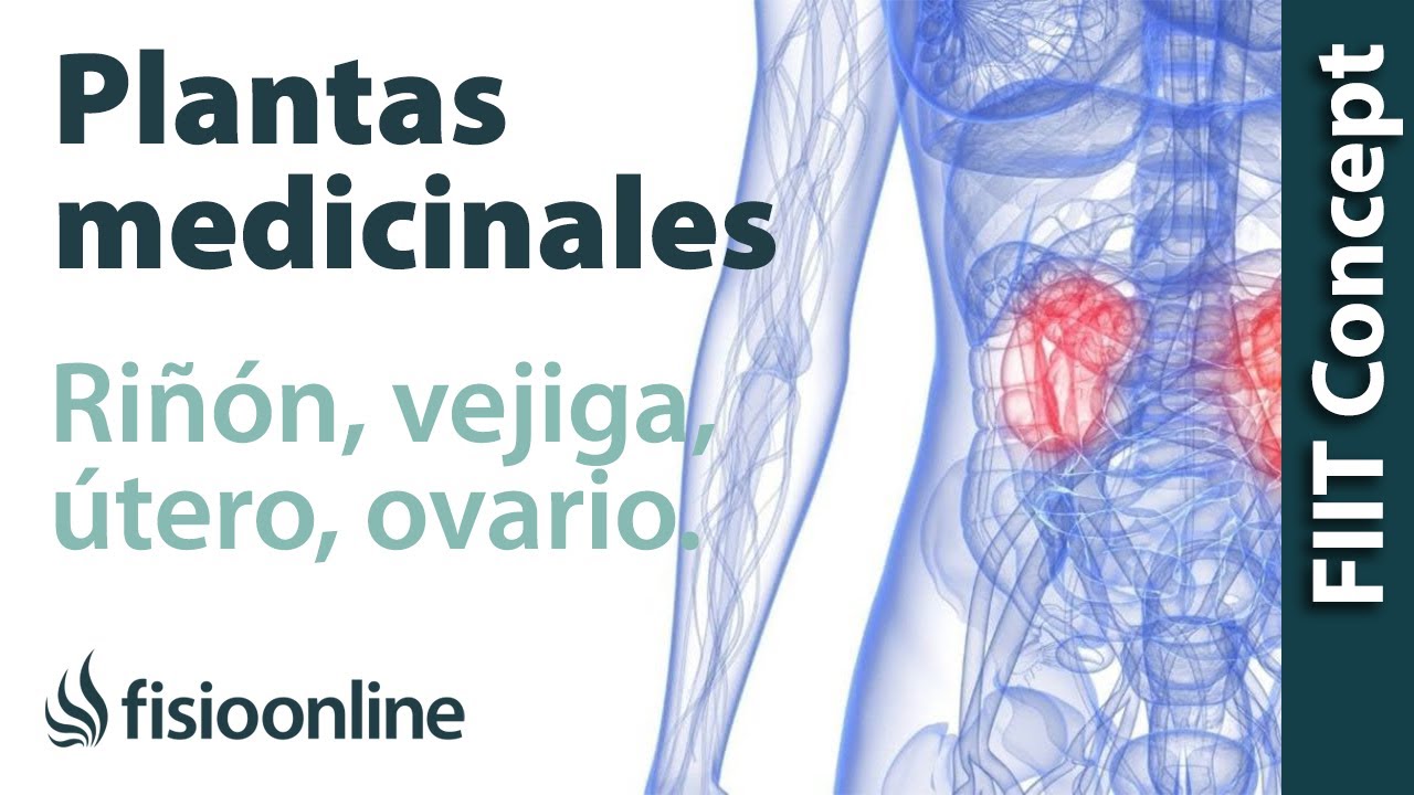 Todas Las Plantas Medicinales Para Rinon Vejiga Utero Y Ovarios