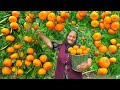 Harvesting large tangerines from garden and making lots of jam and cake