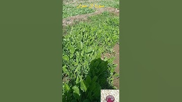 تلاوة مؤثرة هادئة..ربنا لا تزغ قلوبنا بعد إذ هديتنا وهب لنا من لدنك رحمة...
