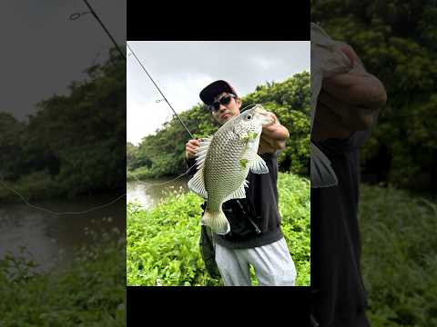 パターンが分かればポコポコですよ〜！！#師匠編　#釣り #fishing #fish #ルアーフィッシング #沖縄 #宮古島 #ミキユー #オオクチユゴイ  #ワイルドハンター#南国釣り天国