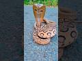 Dangerous Snake Rescue Operation in Residential Area | Must Watch #Shorts