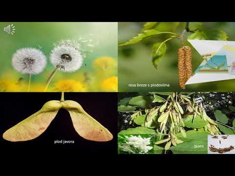 Video: Biljke Za Reumu. 2. Dio
