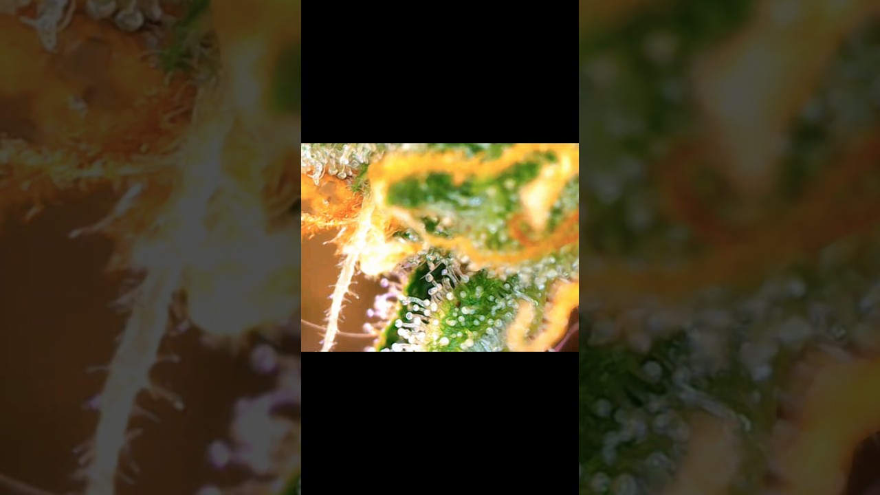 Lambs Bread/Breath Autoflower (Up and Close) 