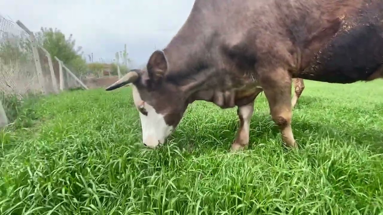 Kurbanlıklar Reygrass otunun faydaları İnekleri reygrass otuna bıraktım #besicilik #büyükbaş