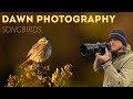 Bird Photography at Sunrise | Songbirds in Scrub Habitat | Olympus E-M1 ii, 300mm f/4