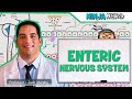 Neurology  enteric nervous system