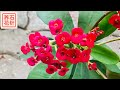 虎刺梅 容易开花 容易室内过冬 适合喜欢花的懒人 虎刺梅 容易开花 容易室内过冬 适合喜欢花的懒人