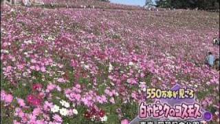 550万本のコスモス見頃　東京・昭和記念公園（09/10/11）
