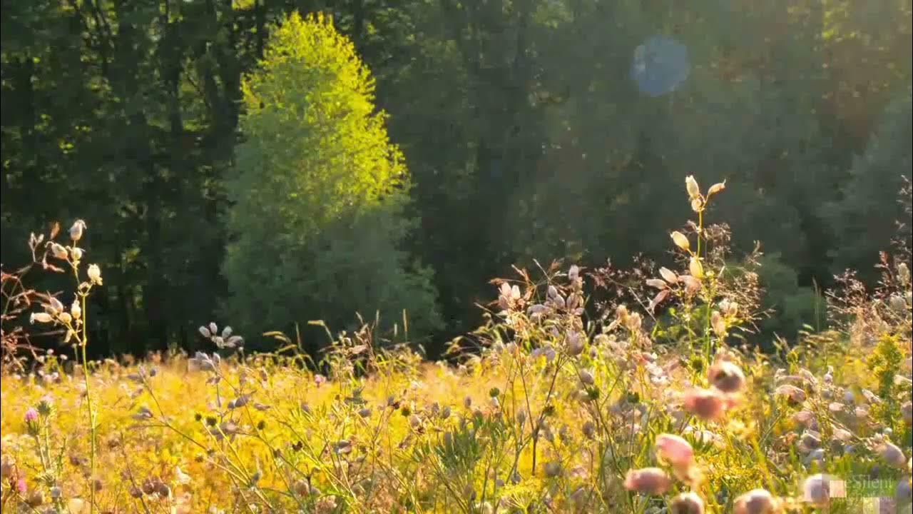 Звуки летней природы. Футаж Поляна. Летние звуки природы. Фото Полянка футаж. Бесплатные футажи природа лес Поляна небо.