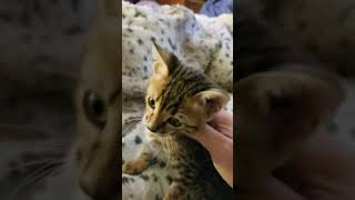 Bengal Cats Sale in Upper Peninsula of Michigan, MI