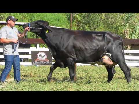 LOTE 21 • LEILÃO GIROLANDO SÃO PEDRO WEEKEND • 7504CG