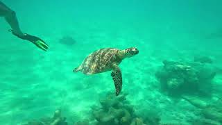 Snorkeling Adventure. Green Island, Cairns.