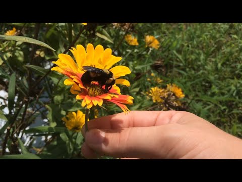 Southern plains bumble bee queen (Bombus fraternus)