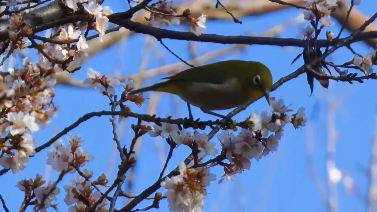 野鳥・メジロ　　冬さくらメジロ来ている青い空