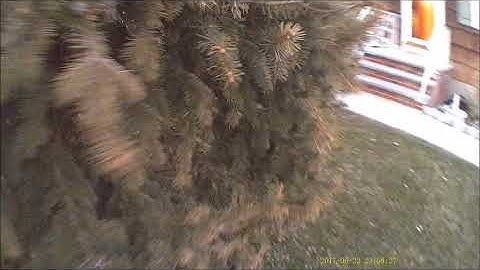 Tree Identification Part 3