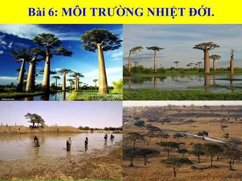 Môi Trường Nhiệt Đới Nằm Trong Khoảng Vĩ Tuyến Nào - ĐỊA LÍ 7 - MÔI TRƯỜNG NHIỆT ĐỚI