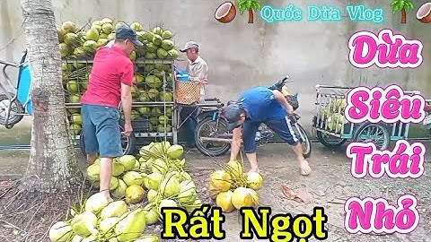 Dừa xiêm rất ngọt siêu nhỏ trái nhiều #quocduavlog 