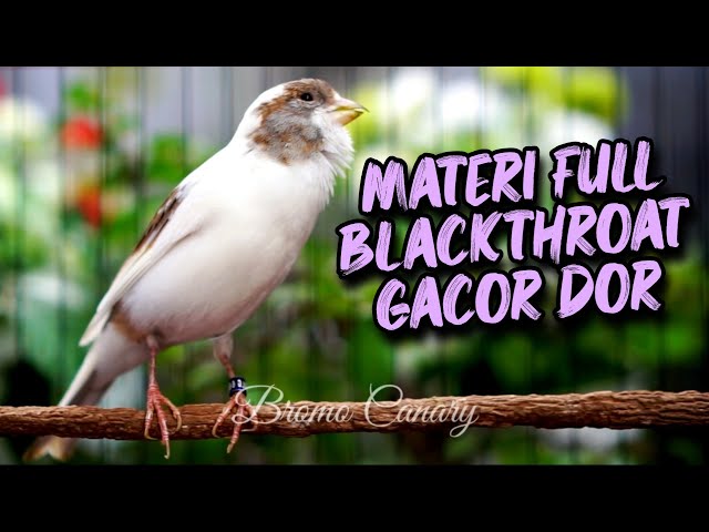 BURUNG KENARI ISIAN BLACKTHROAT FULL GACOR ini AMPUH buat MASTERAN KENARI class=