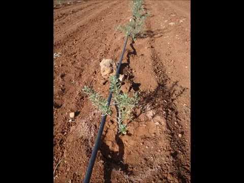 Βίντεο: Ιπποφαές από την οικογένεια Lokhovye