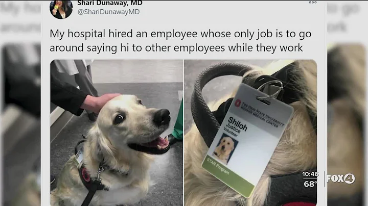 Therapy dogs help during pandemic