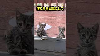 「僕たちを家族にして」窓辺で訴えた3匹の子猫、その勇気が未来を変えた #保護猫 #子ネコ #子猫