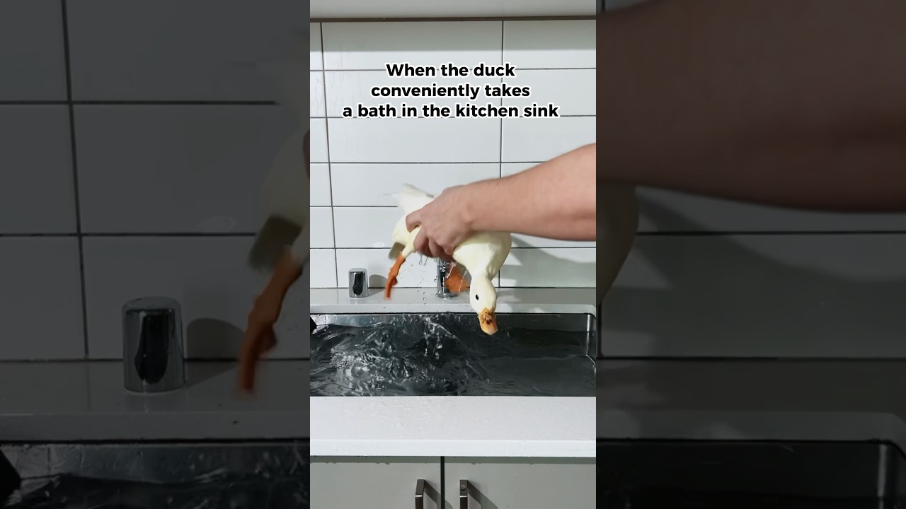 Duck in the sink 