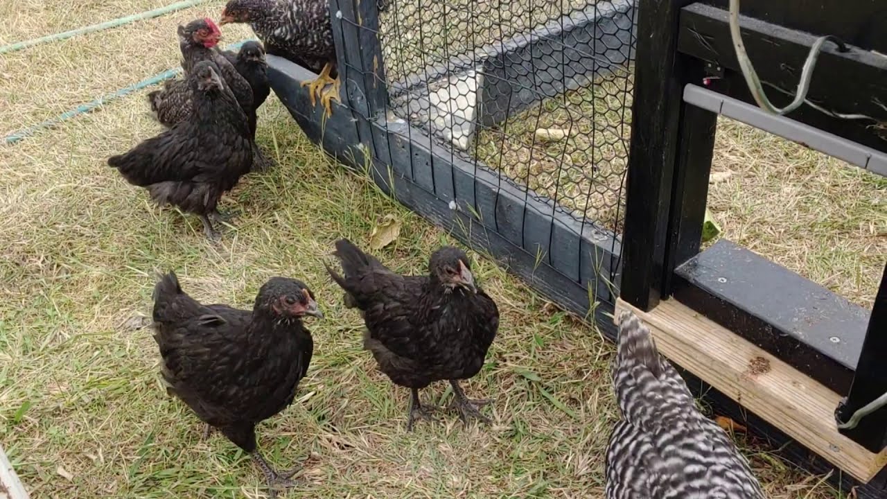 Automatic Chicken Door diy YouTube