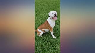 Purina Pro Plan Large Breed & Giant Breed Chicken & Rice Adult Dry Dog Food & Wet review