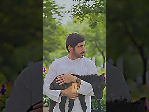 أبي وافق على طلب زواجي شعر الشيخ حمدان فزاع أمير دبي قصائد فزاع