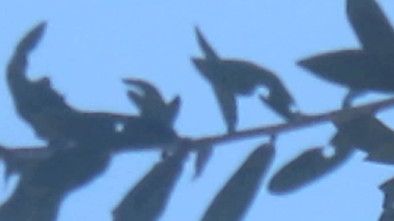 PRIMER FIELD TECHNOLOGY FAKE PLANE