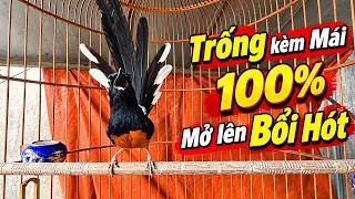 💥Chòe lửa Hót[TRỐNG   Mái ]DÌU BỔI GIỌNG RỪNG kích lửa /Tiếng choè lửa hót kích bổi nhanh hót 42