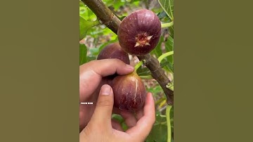 سورة التين بصوت القارئ وليد ابراهيم حالات واتساب