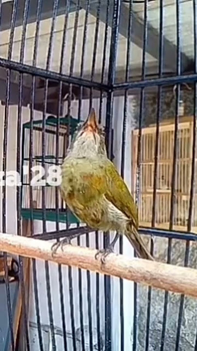 Kolibri Merak Trotol nembak ala Cililin @Kariza 28
